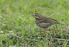 Olive-backed Pipit